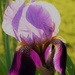 Iris by flowerfairyann