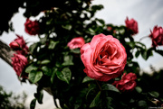 17th May 2018 - A rose