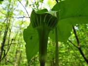 16th May 2018 - Jack-In-The-Pulpit Plant