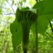 Jack-In-The-Pulpit Plant by brillomick