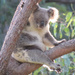 a pouchful by koalagardens