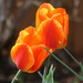 Tulips - Lean on me by bruni