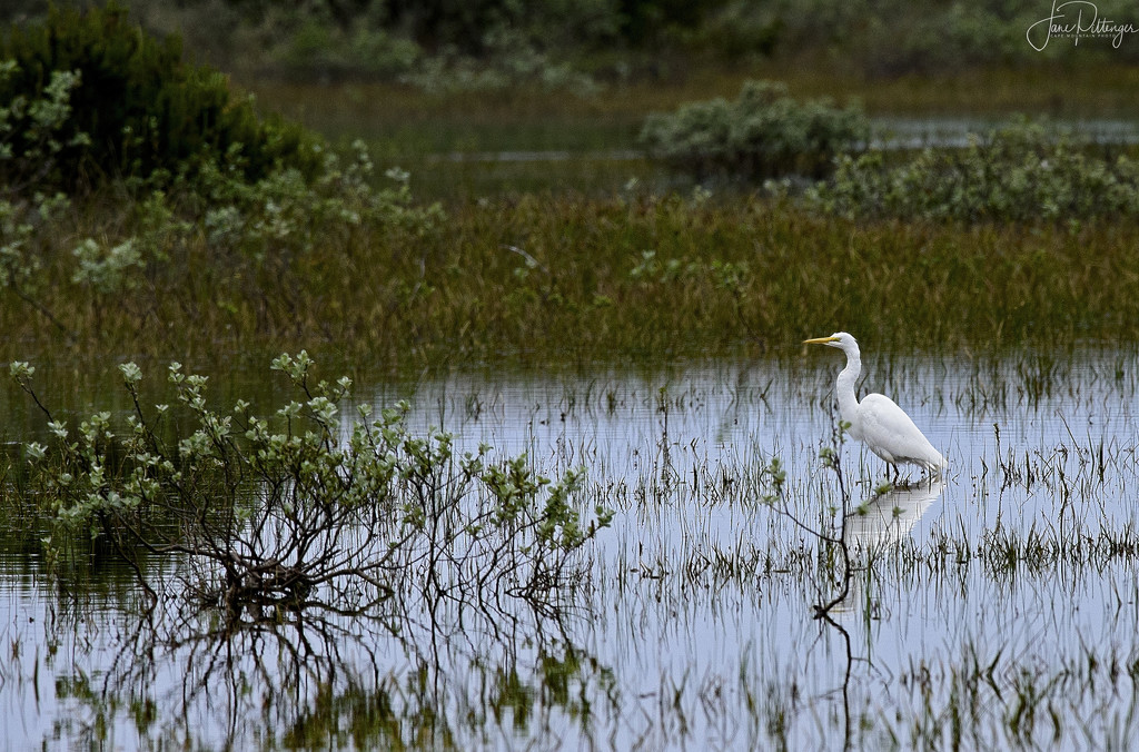 White Egret in the Marsh  by jgpittenger