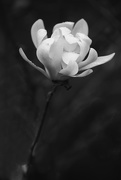 17th May 2018 - Saucer magnolia