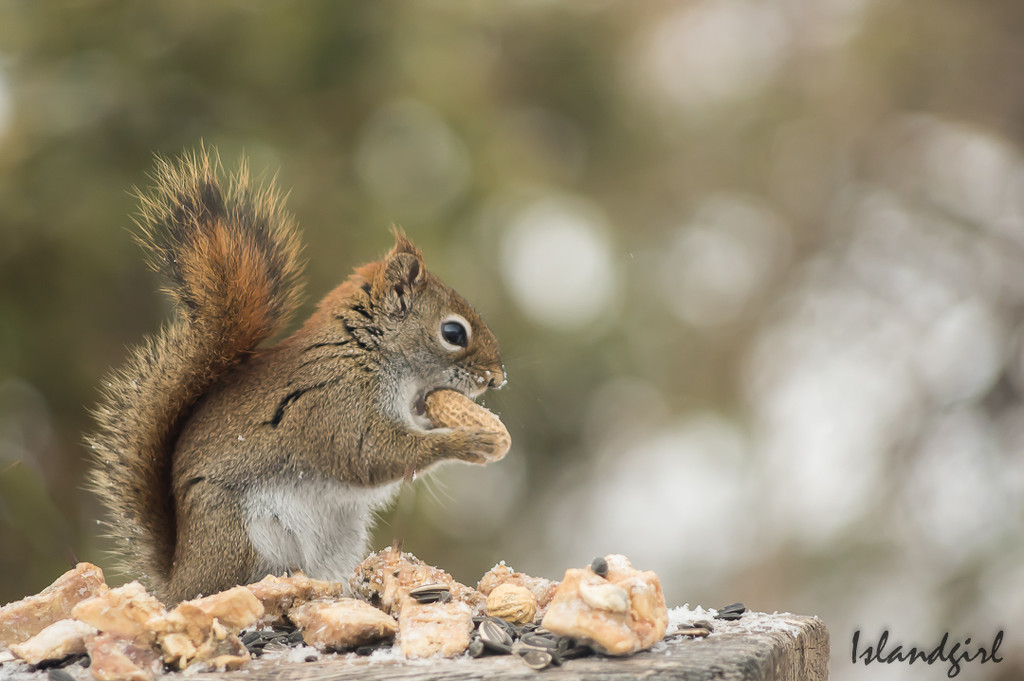Squirrel and his peanuts by radiogirl
