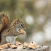 Squirrel and his peanuts by radiogirl
