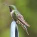 Mrs Hummingbird by paintdipper