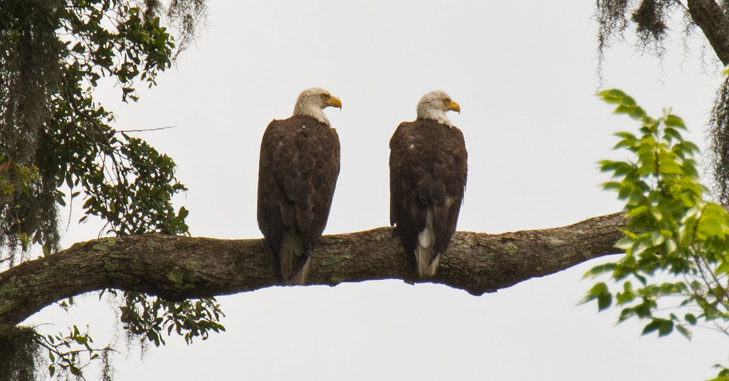 Love Birds! by rickster549