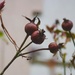 Rose hip by toinette