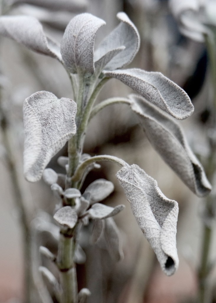 Sage, after winter by toinette