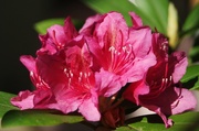 13th May 2018 - Rhododendron