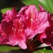 Rhododendron by toinette