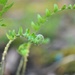 Day 129: Little ferns by jeanniec57