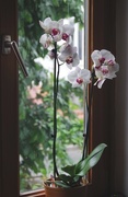 17th May 2018 - Orchid