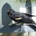 Red wing blackbird.