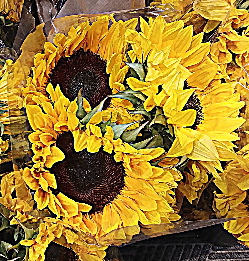 Sunny Sunflowers by stownsend