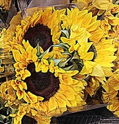 18th May 2018 - Sunny Sunflowers