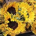 Sunny Sunflowers by stownsend