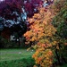 Autumn tones by cruiser