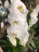17th May 2018 - White orchid 