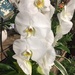 White orchid  by kchuk