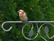 16th May 2018 - House Finch 