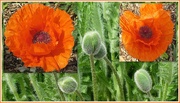18th May 2018 - Orange poppies and buds.