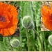 Orange poppies and buds. by grace55