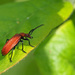 Cardinal Beetle by philhendry