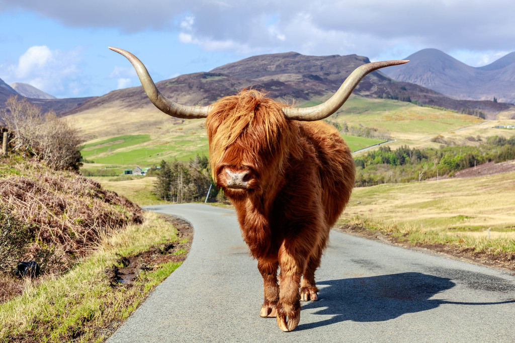 Highland Cow- I took the low road!!! by padlock