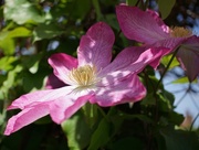 19th May 2018 - pink clematis in sunlight