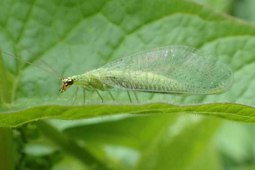 Green Lacewing by cjwhite