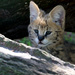 Serval Kitten by leonbuys83