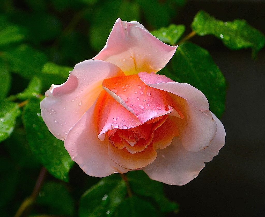 Rose by congaree