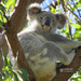 Maxine by koalagardens