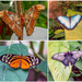 Butterfly_Park by pcoulson