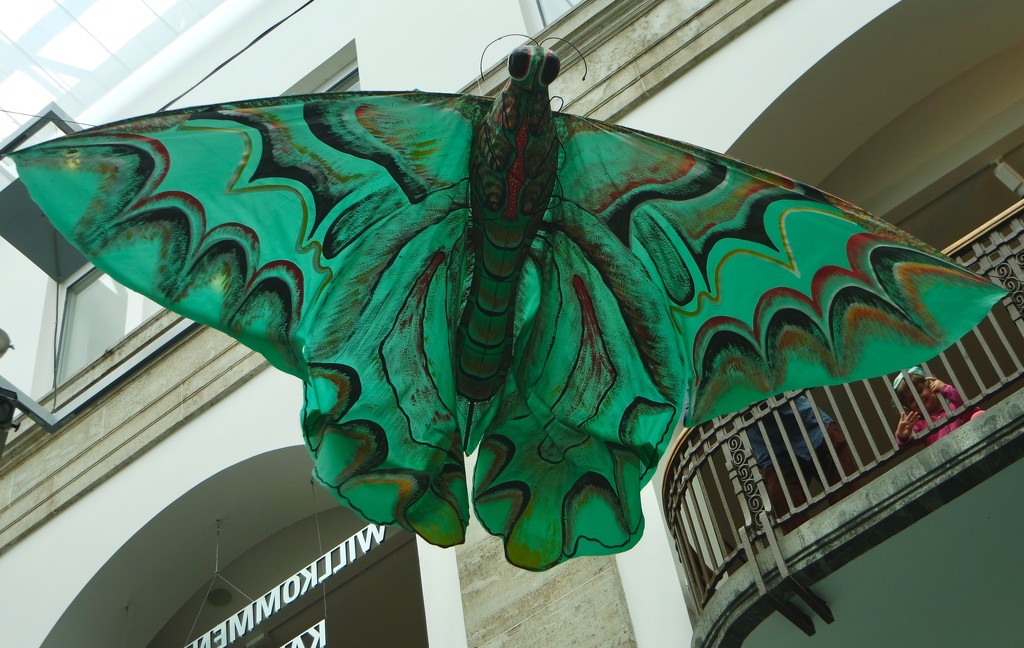 Mega butterfly at the Überseemuseum by toinette