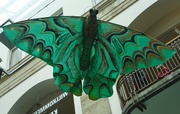 6th May 2018 - Mega butterfly at the Überseemuseum