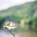 bee on daisy on bridge by pistache