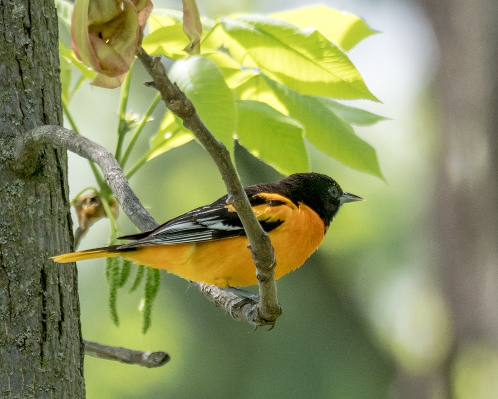 Baltimore oriole by rminer