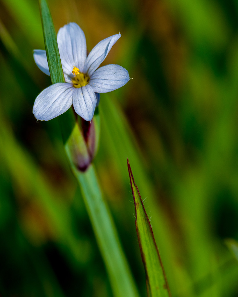Blue wildflower portrait by rminer