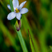 Blue wildflower portrait by rminer