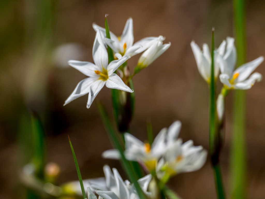 Star Wildflower by rminer