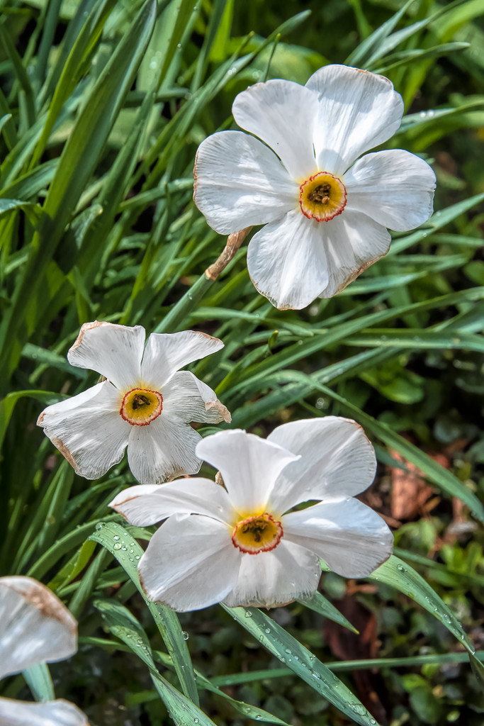 Narcissus by joansmor