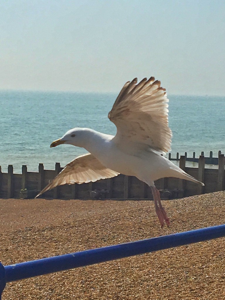 Dancing Seagull by goosemanning