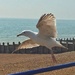 Dancing Seagull by goosemanning