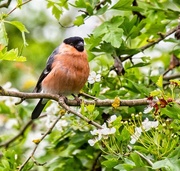 18th May 2018 - Another bullfinch
