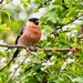 Another bullfinch by pamknowler