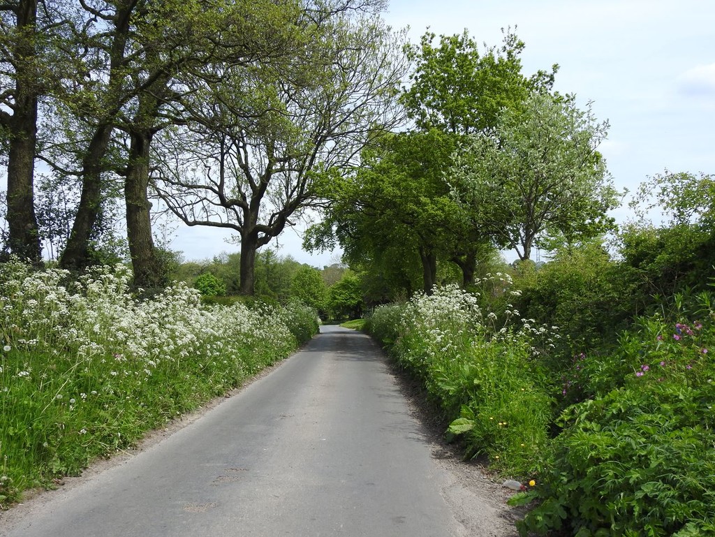 A country lane in spring by roachling