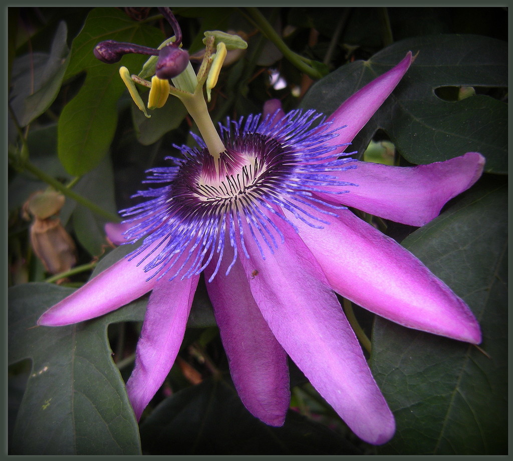 Passiflora by pyrrhula